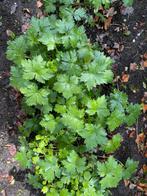 Paarse gerarium, Tuin en Terras, Planten | Tuinplanten, Ophalen of Verzenden