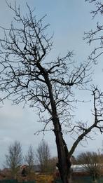 Brandhout kers, Tuin en Terras, Brandhout, Ophalen