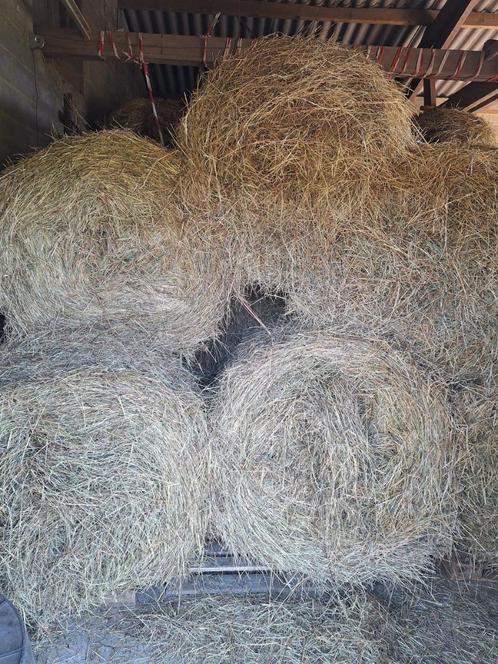 A V 25 balles rondes de foin extra, Dieren en Toebehoren, Dierenvoeding, Vee, Ophalen