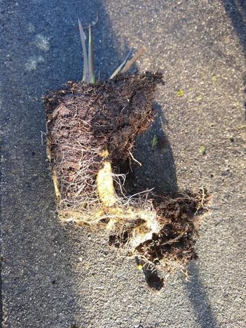 mierikswortel beschikbaar voor biedingen