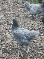 Bleu de lande legkip, Dieren en Toebehoren