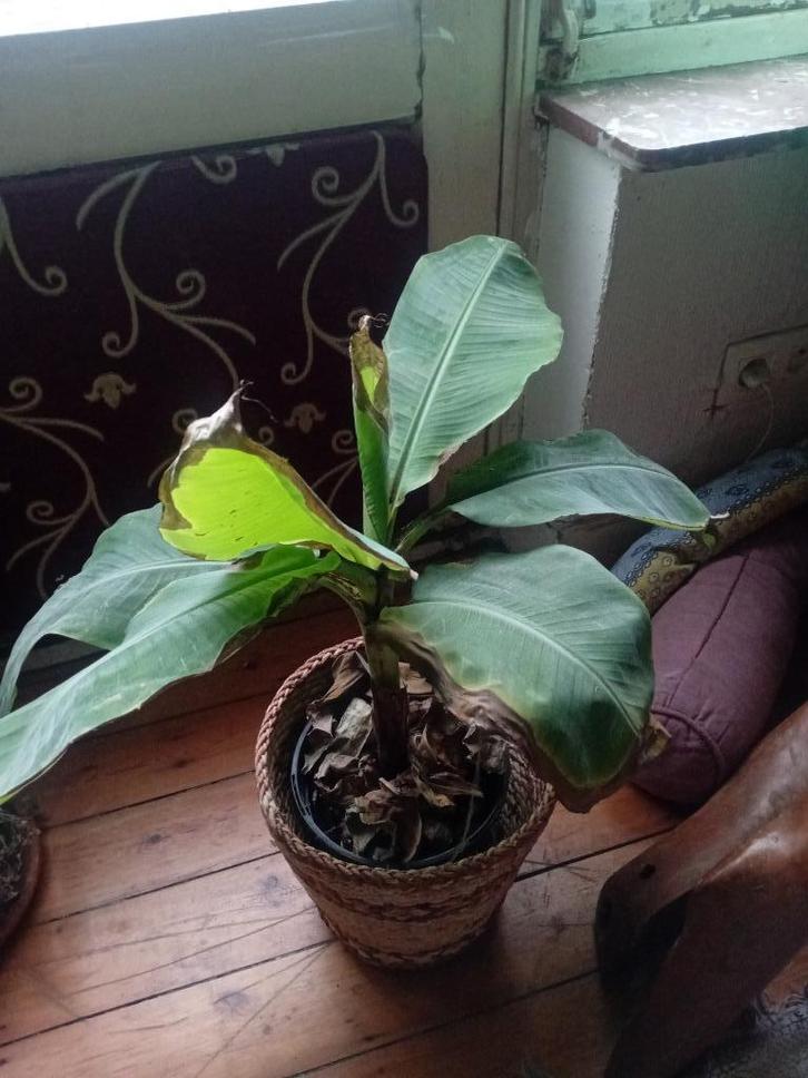 Bananenboom, Tuin en Terras, Planten | Bomen, Ophalen