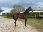 2 jarige hengst, Onbeleerd, Hengst, 0 tot 2 jaar, Dressuurpaard