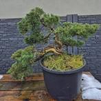 Bonsai Juniperus, Tuin en Terras, Overige soorten, Minder dan 100 cm, Ophalen, Volle zon