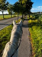 Brave recreatie merrie, Dieren en Toebehoren, Paarden, Merrie, Recreatiepaard, Gechipt, 11 jaar of ouder