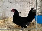 Friese kriel zwart, Dieren en Toebehoren, Pluimvee