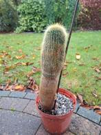 Zuil Cactus Parodia leninghausii, gele torencactus, Tuin en Terras, Planten | Tuinplanten, Ophalen of Verzenden, Lente
