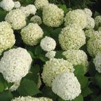 Hortensia (Hydrangea) arborescens « Annabelle », Enlèvement ou Envoi, Été