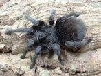 Grammastola pulchra koppel vogelspin tarantula, Araignée ou Scorpion
