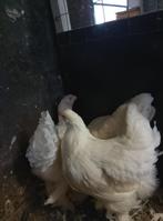 Witte Brahma hen, Dieren en Toebehoren