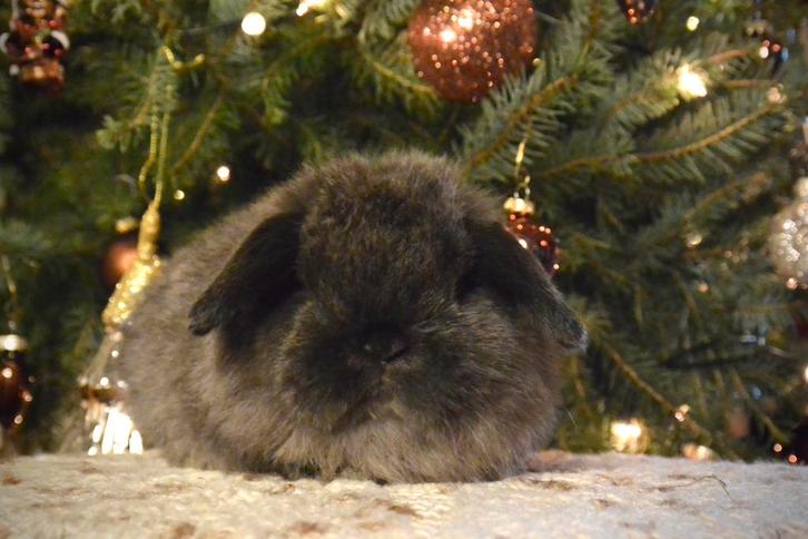 Enorm gaaf siamese sable minilop rammetje te koop!, Dieren en Toebehoren, Konijnen, Dwerg, Mannelijk, 0 tot 2 jaar, Hangoor
