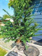 start plant bonsai taxus 2, Tuin en Terras, Planten | Bomen, Ophalen, In pot