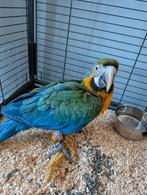 Jonge hybride Ara, Dieren en Toebehoren, Vogels | Parkieten en Papegaaien, Geslacht onbekend, Papegaai, Geringd