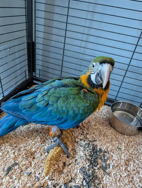 Jonge hybride Ara, Dieren en Toebehoren, Vogels | Parkieten en Papegaaien, Papegaai, Geslacht onbekend, Tam, Geringd