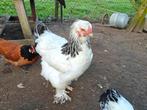 Brahma hen 2025, Dieren en Toebehoren, Pluimvee, Vrouwelijk, Kip