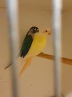 Crème ino, Dieren en Toebehoren, Vogels | Parkieten en Papegaaien