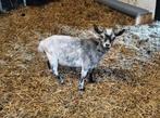 Twee mooie bokjes, Dieren en Toebehoren