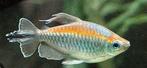 koppel congo zalmen, Dieren en Toebehoren, Vissen | Aquariumvissen