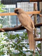 Grote parkiet, Dieren en Toebehoren, Vogels | Parkieten en Papegaaien, Parkiet