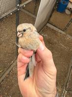 Meesgoudvink, Dieren en Toebehoren