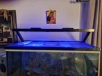 Zee aquarium, Dieren en Toebehoren, Ophalen, Gebruikt, Gevuld zeewateraquarium
