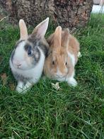 Dwergkonijn, Meerdere dieren, Dwerg, 0 tot 2 jaar