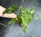Syngonium Mojito/Mottled, Ophalen of Verzenden
