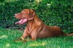 Étalon de Braque Hongrois, Parvovirose, Un chien, Belgique, 3 à 5 ans