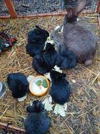 Vlaamse reus baby's, Plusieurs animaux, Grand, 0 à 2 ans