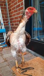 Chique shamo hen, Dieren en Toebehoren