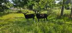 Zwartbles ooien