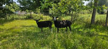 Zwartbles ooien beschikbaar voor biedingen