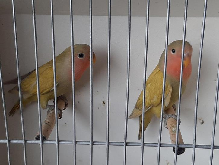 12 jonge  Dwergpapegaaien van 6 tot 12 weken oud, Dieren en Toebehoren, Vogels | Parkieten en Papegaaien, Dwergpapegaai of Agapornis