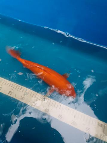 Mooie benigoi rond de 35 cm zonder sumi beschikbaar voor biedingen