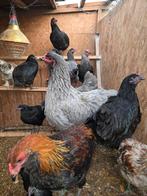 blauw brahma heen, Dieren en Toebehoren