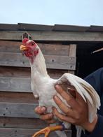Mooie jonge shamokriel haan, Dieren en Toebehoren, Mannelijk, Kip