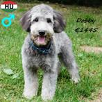 "Dobby & Dory" Mini Aussiedoodles - chocolat & silver, 15 weken tot 1 jaar, Buitenland, CDV (hondenziekte), Meerdere