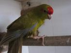 kakariki's (2), Dieren en Toebehoren, Mannelijk, Parkiet