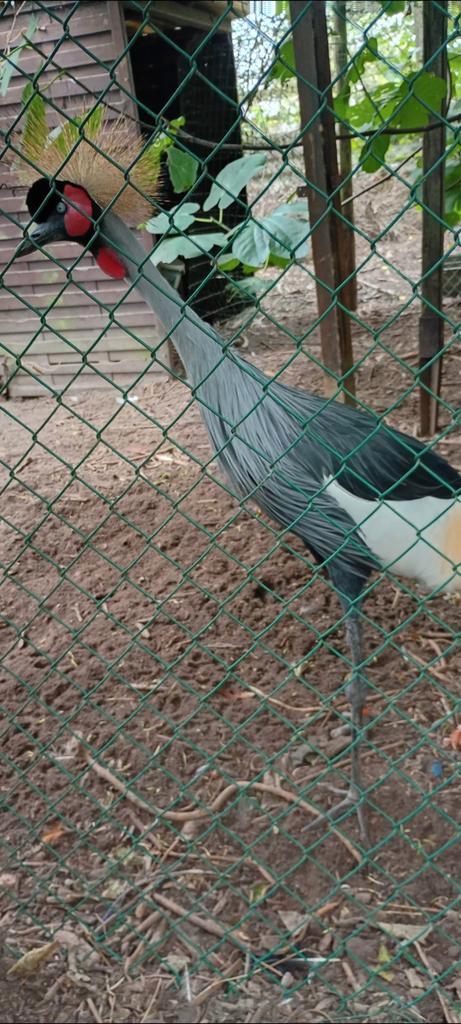 Crane, coq, Animaux & Accessoires, Volatiles