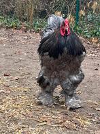Brahma haan, Dieren en Toebehoren, Pluimvee, Mannelijk, Kip