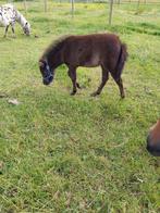 Merrie veulen zoekt een nieuw huisje mag weg half augustus, Animaux & Accessoires, Chevaux & Poneys | Étalons & Juments poulinières