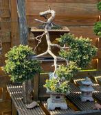 Bonsai/cascade, Tuin en Terras, Planten | Bomen, Ophalen