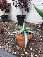agave americana variegated en mediopicta, Ophalen, Overige soorten