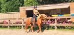Super knappe jonge pony!, Ruin, E pony (1.48m - 1.57m), Gechipt, 3 tot 6 jaar