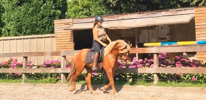 Super knappe jonge pony!, Dieren en Toebehoren, Pony's, Ruin, E pony (1.48m - 1.57m), 3 tot 6 jaar, Gechipt, Ontwormd