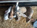 Jonge vleeskonijnen, Dieren en Toebehoren, Meerdere dieren, Middelgroot, 0 tot 2 jaar