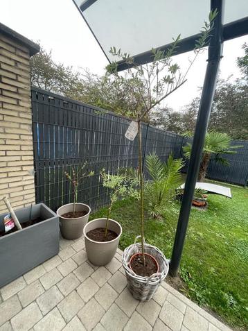 3 plantes salix disponible aux enchères