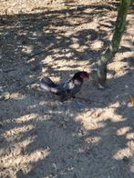 Sebright kipjes met ook zeldzame kleurslag