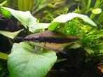 Siamese algeneter, Vis, Zoetwatervis