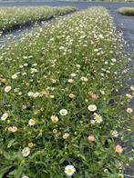Erigeron karvinskianus, Tuin en Terras, Planten | Tuinplanten, Ophalen, Vaste plant